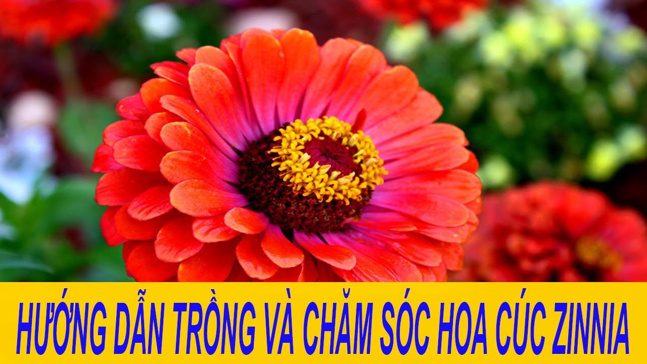 hướng dẫn trồng hoa cúc zinnia