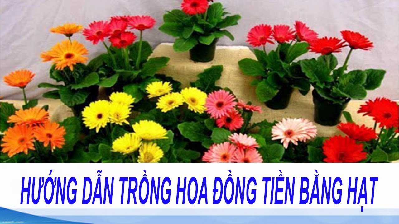 hướng dẫn trồng hoa đồng tiền trong chậu