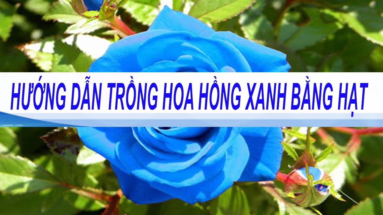 hướng dẫn trồng hoa hồng xanh bằng hạt