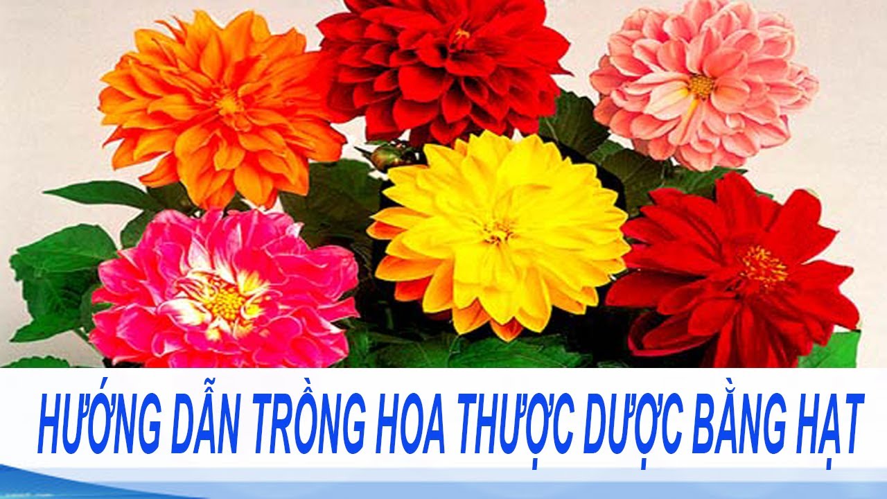 hướng dẫn trồng hoa thược dược bằng hạt