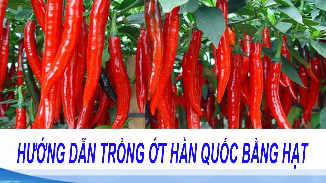 hướng dẫn trồng ớt hàn quốc bằng hạt