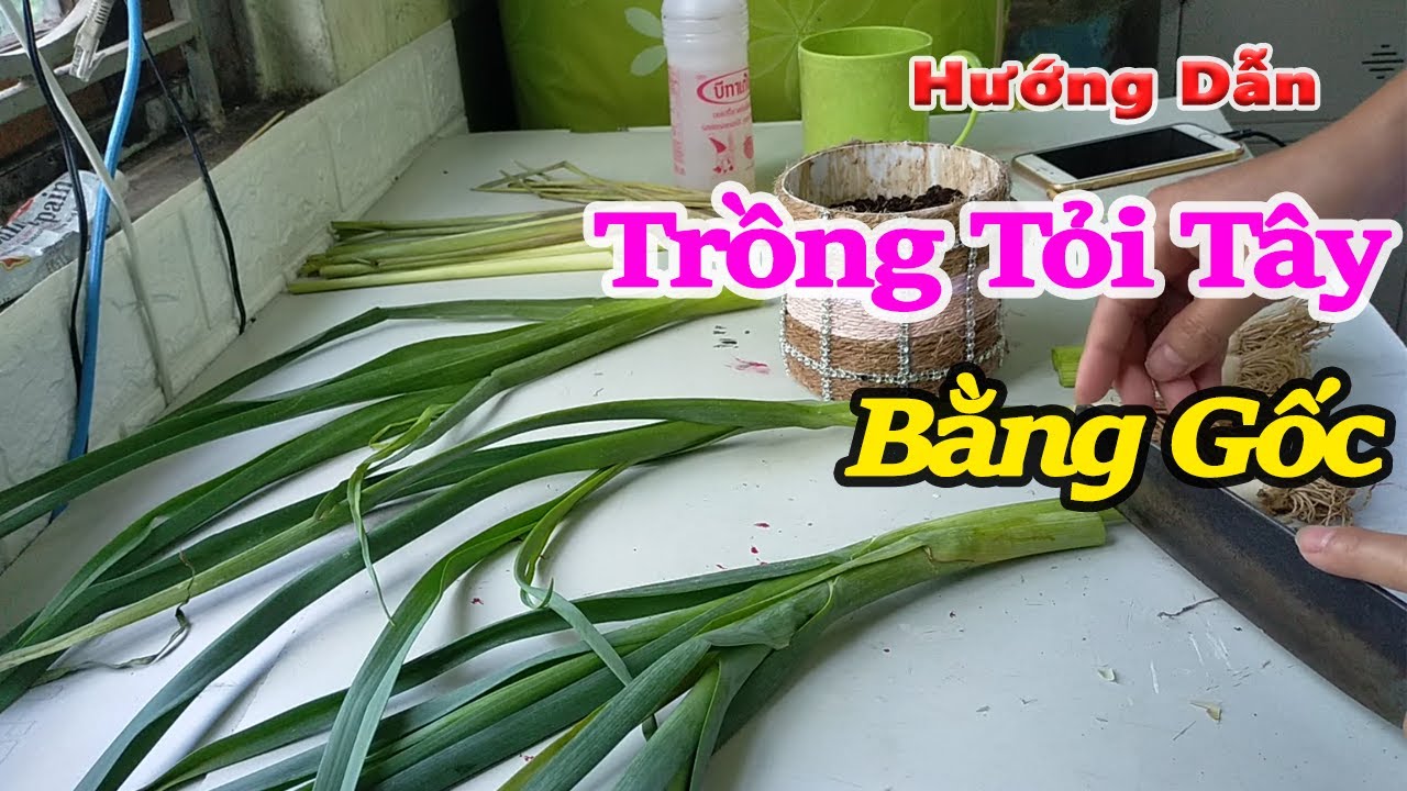 hướng dẫn trồng tỏi tây bằng gốc