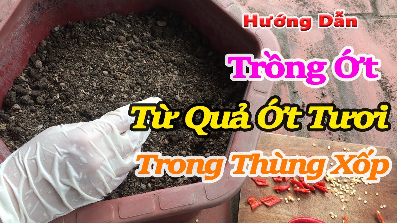 hướng dẫn trồng từ quả ớt tươi trong thùng xốp