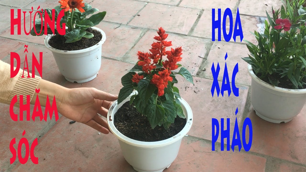 hướng dẫn trồng và chăm sóc hoa xác pháo