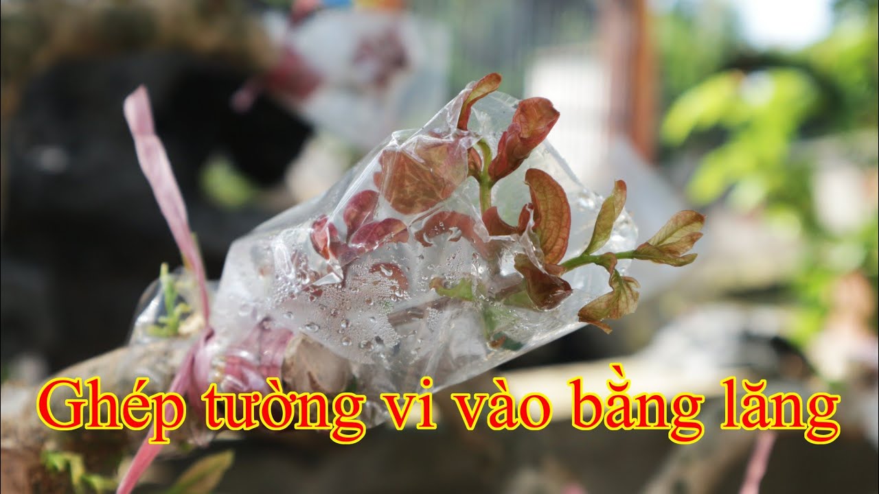 ky-thuat-ghep-tuong-vi-vao-bang-lang-va-ket-qua-sau-15-ngay