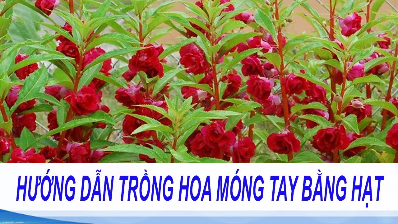 kỹ thuật trồng hoa móng tay bằng hạt