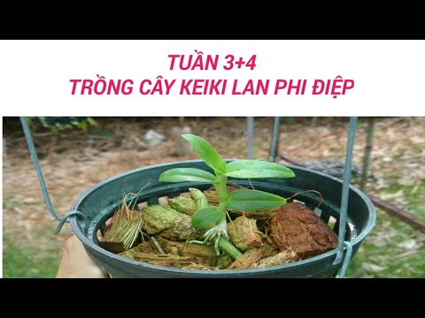 trồng kei hoa lan  giả hạc  - tuần 3-4 - sổ tay hoa lan số 26