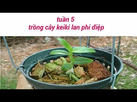 trồng kei hoa lan  giả hạc  - tuần 5 - sổ tay hoa lan số 29