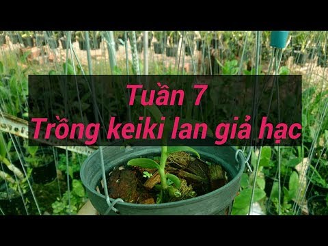 trồng kei hoa lan  giả hạc  - tuần 7 - sổ tay hoa lan số 41