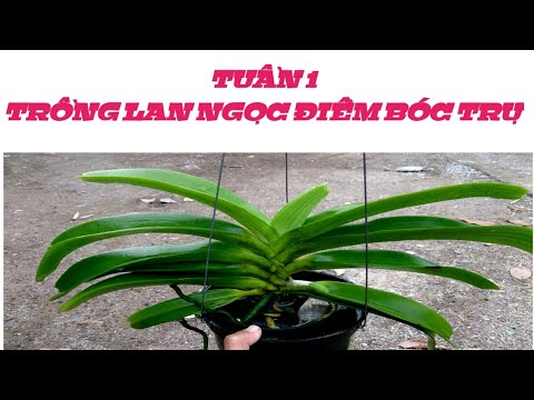 trồng lan Ngọc Điểm bóc trụ - tuần 1 - sổ tay hoa lan số 19