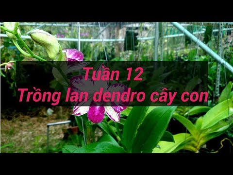 tuần 12 - trồng lan dendro - sổ tay hoa lan số 42