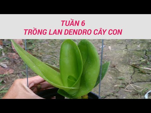 tuần 6 - trồng lan dendro - sổ tay hoa lan số 18