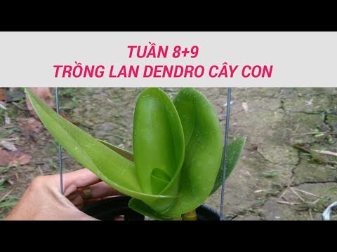 tuần 8-9 - trồng lan dendro - sổ tay hoa lan số 24