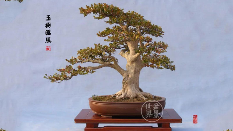 tuyet-chieu-sang-tao-bonsai-linh-nam-trung-quoc-sach-bonsai-linh-nam