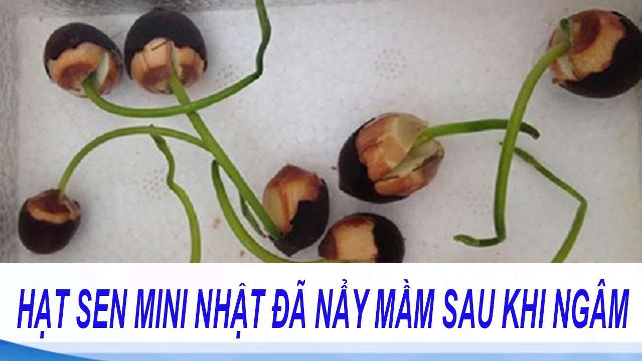 ươm hạt sen mini nhật đã lên