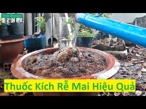 1 Loại Thuốc Kích Rễ Cho Mai Vàng Mà Tôi Sử Dụng Hiệu Quả | Tính Bonsai