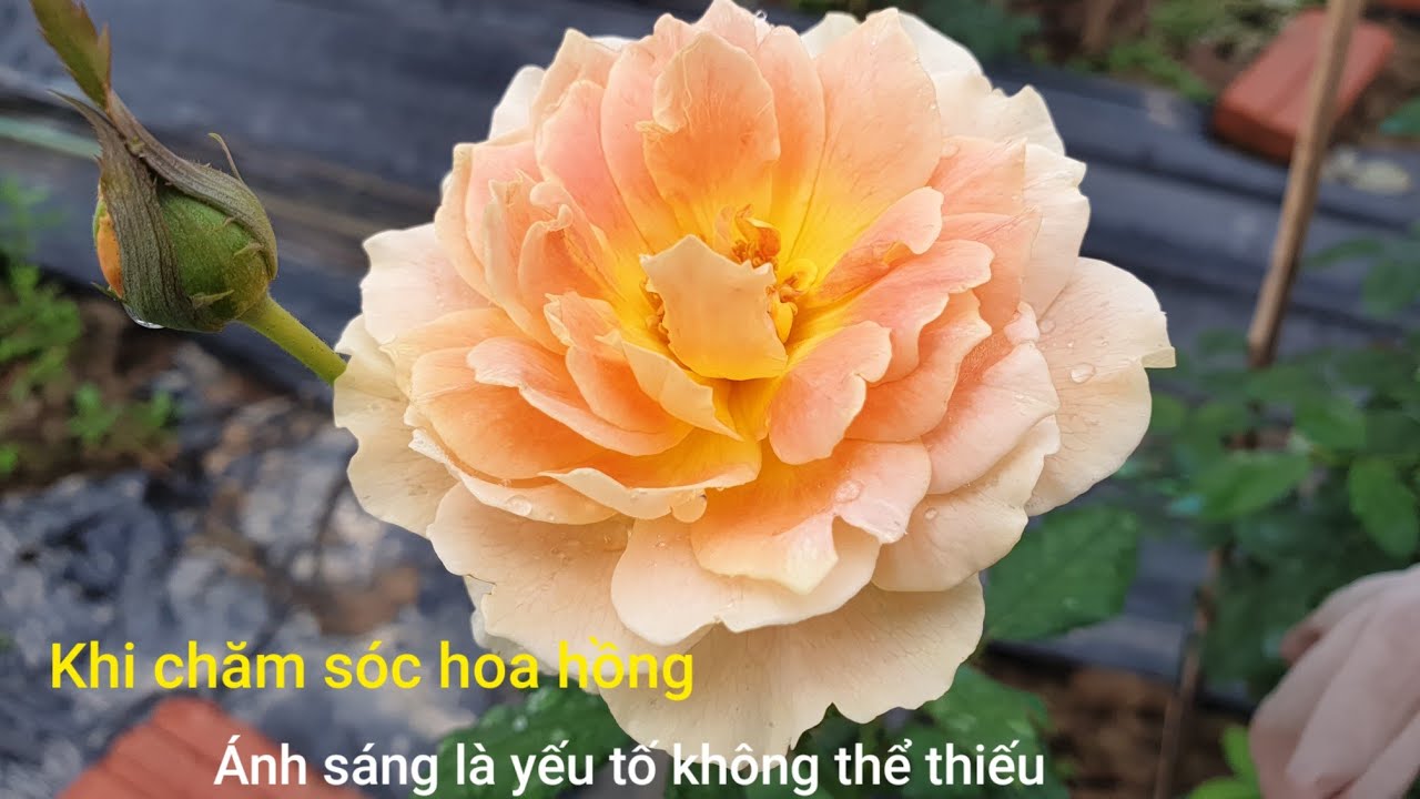 1 Yếu Tố Không Thể Thiếu Khi Chăm Sóc Hoa Hồng .NGƯỜI ƯƠM MẦM