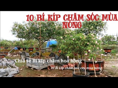 10 bí kíp chăm sóc cây Hoa hồng ngày nắng nóng Bạn phải biết