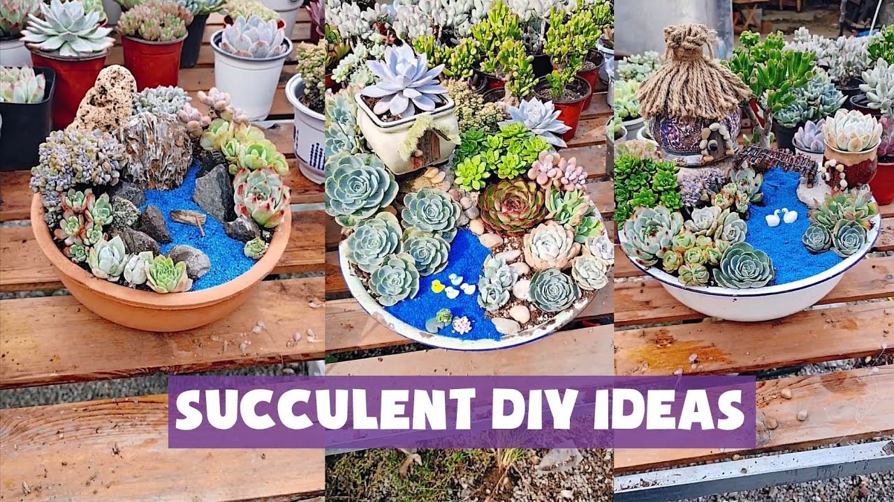 11 Succulent DIY ideas| 11 Ý tưởng trang trí sen đá cực đẹp| 多肉植物| 다육이들 | Suculentas