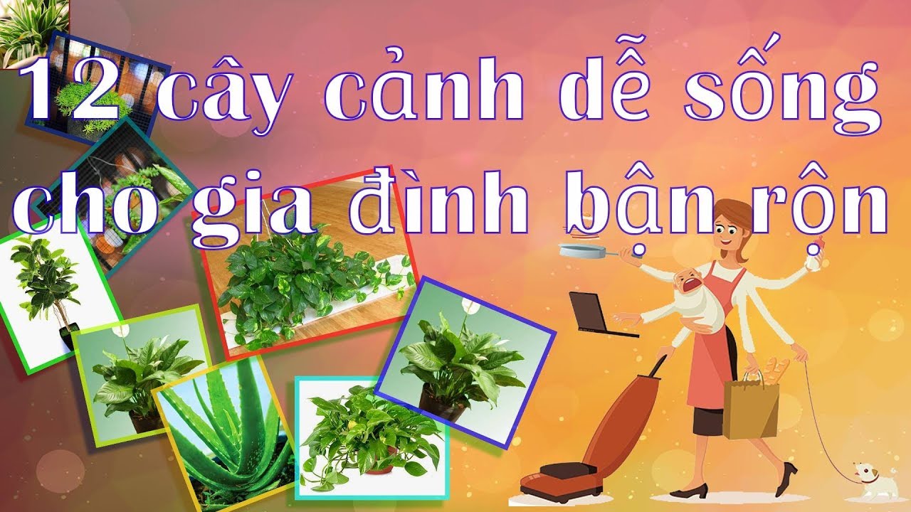 12 cây cảnh dễ sống cho gia đình bận rộn