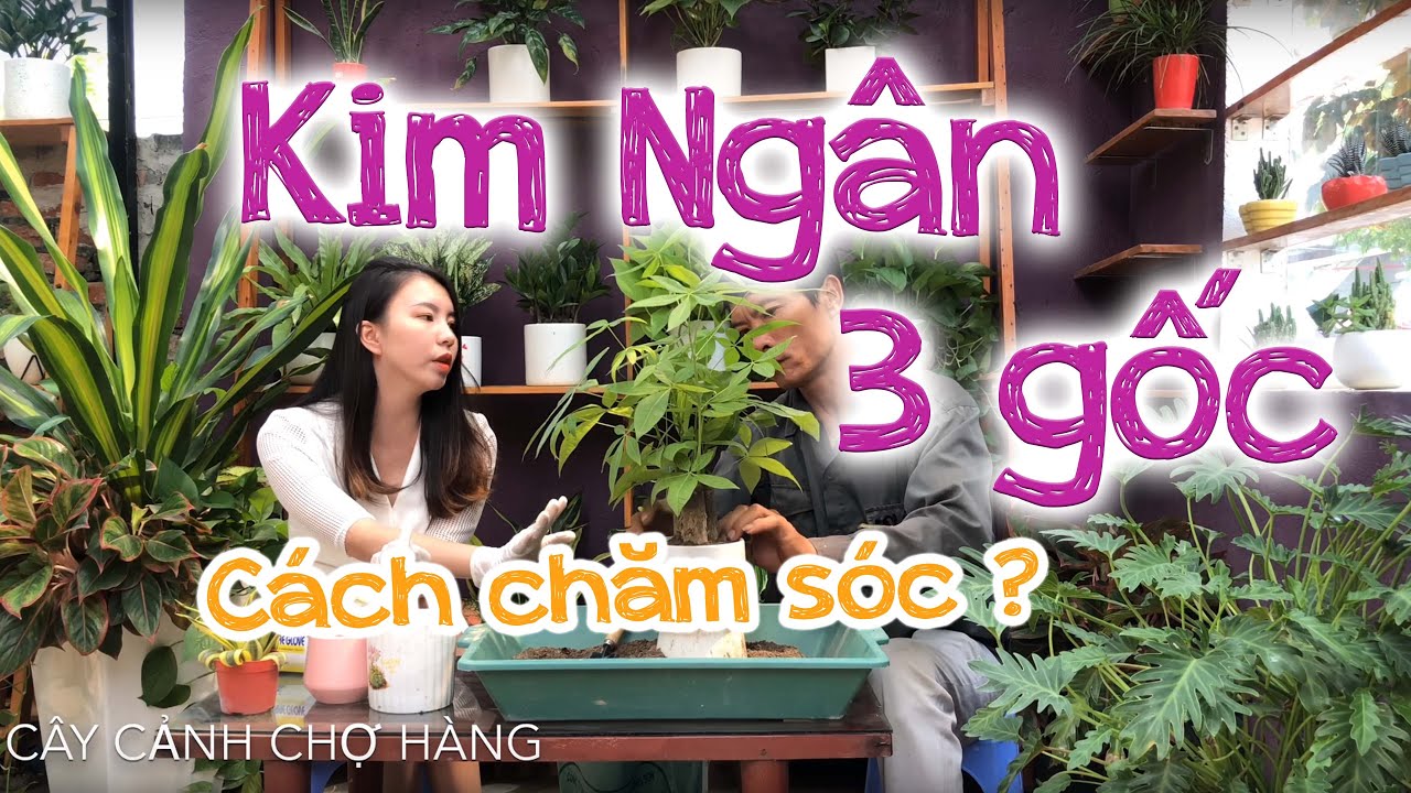 141. Cây Kim ngân 3 gốc (Phần 2) Cách chăm sóc - Cây cảnh Chợ Hàng