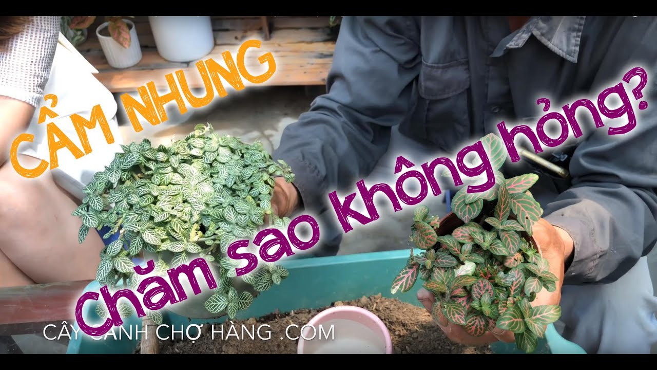 156. Cây Cẩm nhung để bàn - Hướng dẫn trồng và chăm sóc - Cây cảnh Chợ Hàng