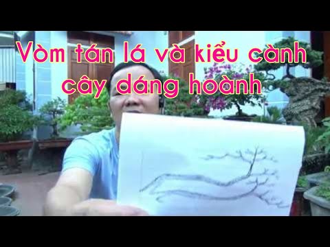 Một vài dạng vòm tán lá và kiểu cành cây dáng hoành