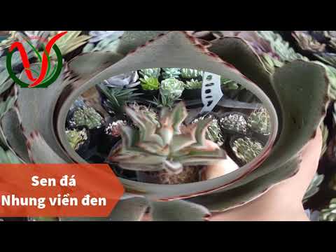 Vuki Garden| Tên các loại sen đá | Sen đá nhung viền đen (Types of succulents)