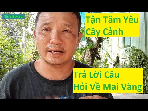 Giải Đáp Thắc Mắc Về Cách Chăm Sóc Mai Vàng Phần 5 | Tính Bonsai