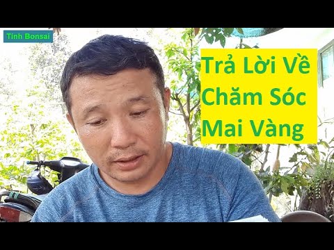 Giải Đáp Thắc Mắc Về Cách Chăm Sóc Mai Vàng Phần 9 | Tính Bonsai