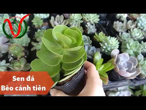 Vuki Garden - Các loại sen đá - Sen đá bèo cánh tiên (Types of succulents - Portulaca molokiniensis)