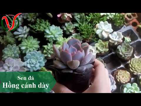 Vuki Garden| Tên các loại sen đá | Sen đá hồng cánh dày (Types of succulents )