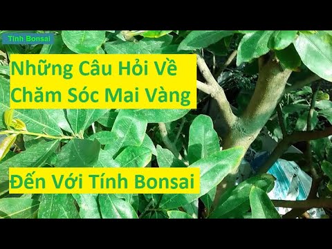 Giải Đáp Thắc Mắc Về Cách Chăm Sóc Mai Vàng Phần 4 | Tính Bonsai