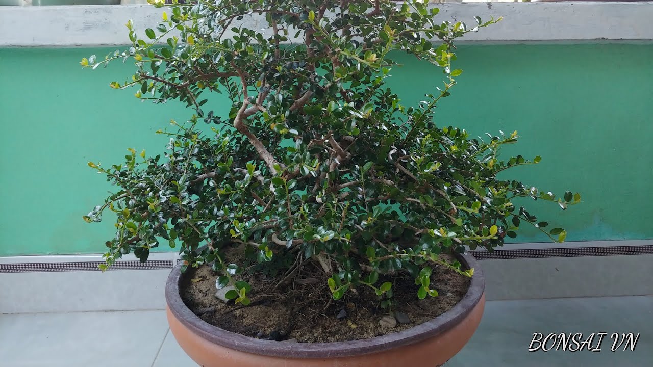 SAM TRÁI DÁNG TỰ NHIÊN - BONSAI VN