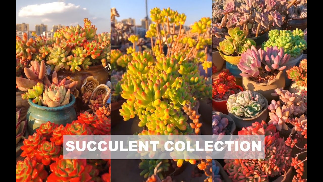 Colorful succulent collection| Bộ sưu tập sen đá đầy màu sắc| 多肉植物 | 다육이들