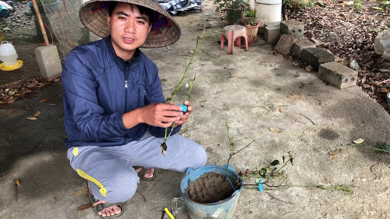 CÀNH CHIẾT HOA HỒNG.CHUẨN GARDEN TV