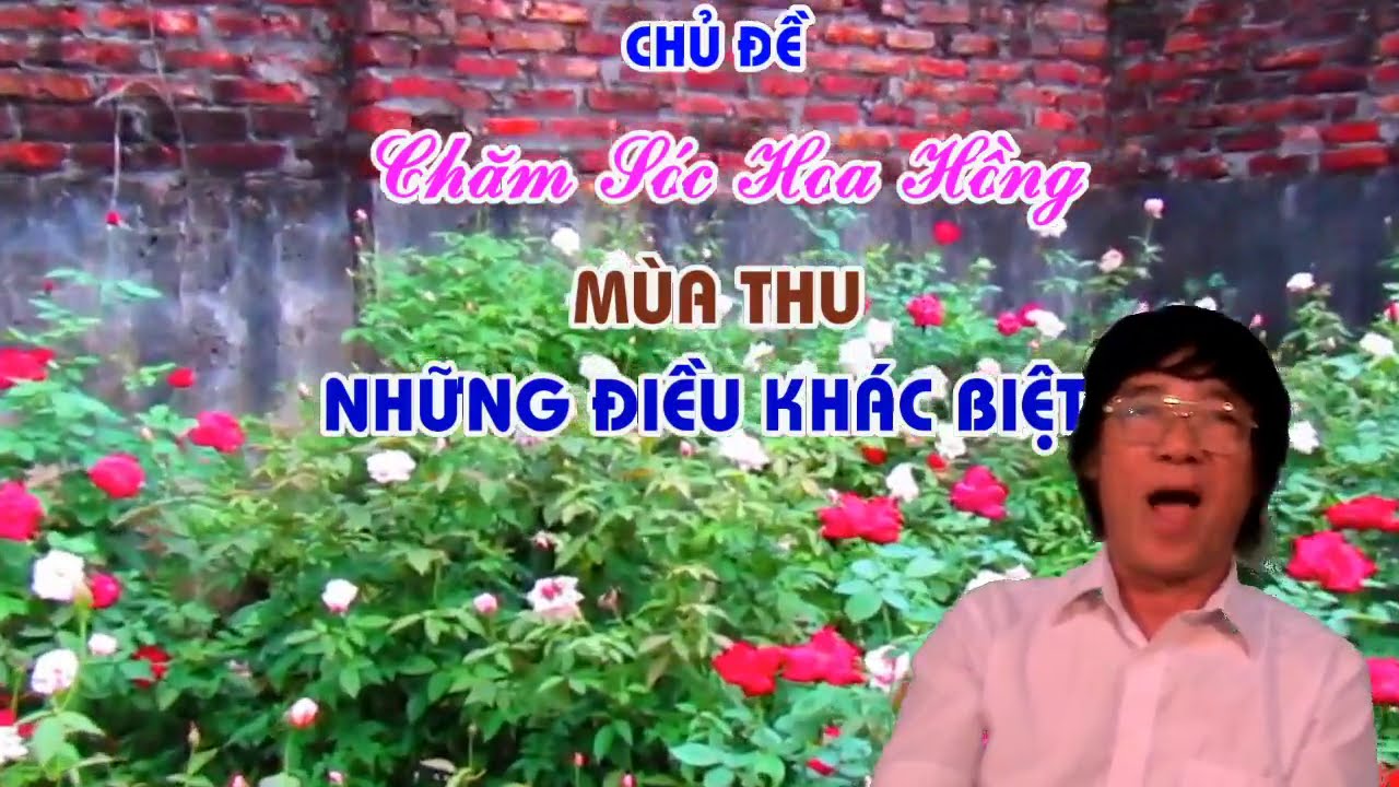 CHĂM SÓC HOA HỒNG MÙA THU NHỮNG ĐIỀU KHÁC BIỆT !?TRUNG HOA HỒNG