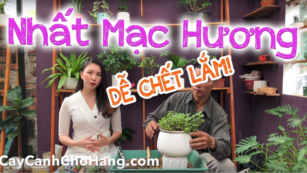 210. Cách trồng và chăm sóc cây Nhất Mạt Hương - CayCanhChoHang.com