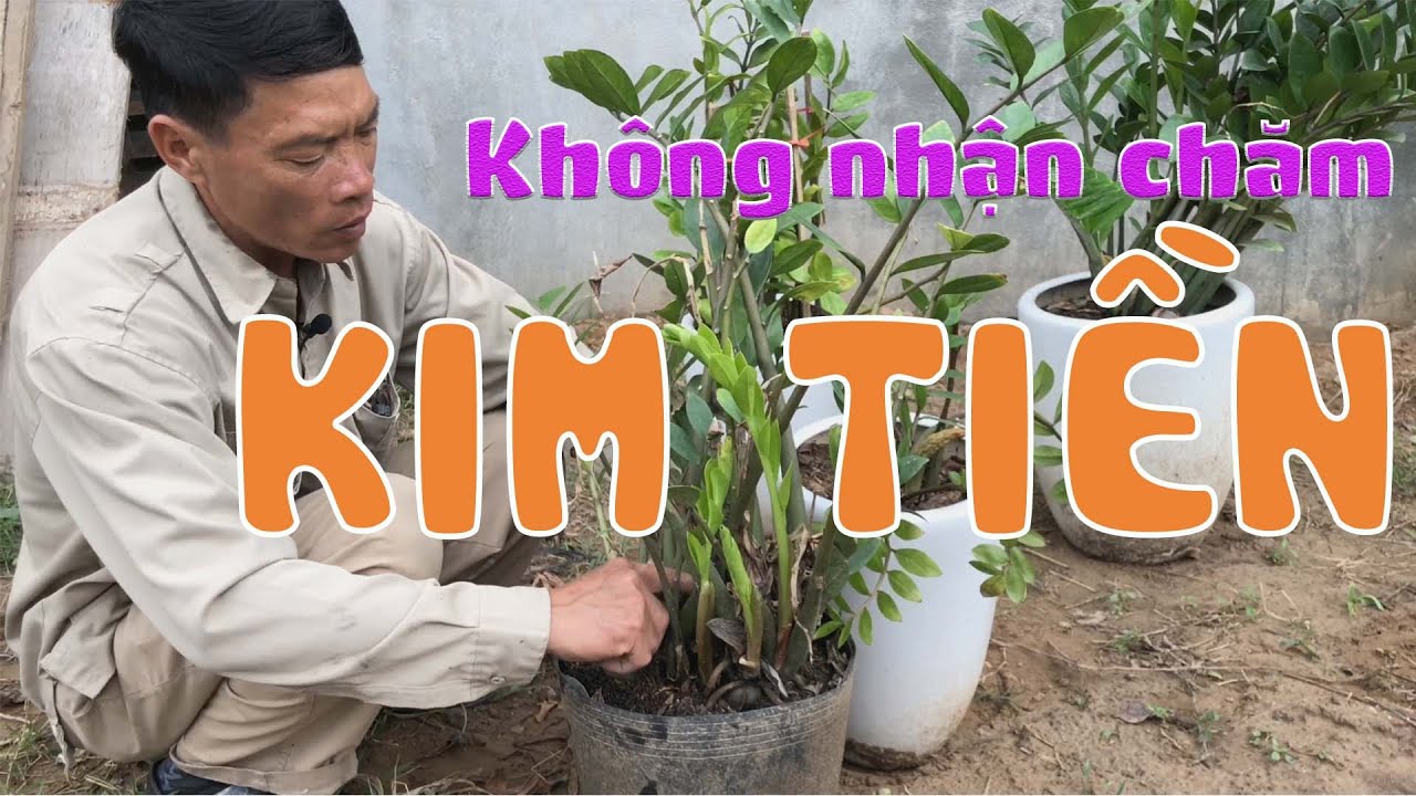 [254] Tại sao các nhà vườn không muốn nhận chăm sóc lại cây Kim Tiền - CÂY CẢNH CHỢ HÀNG