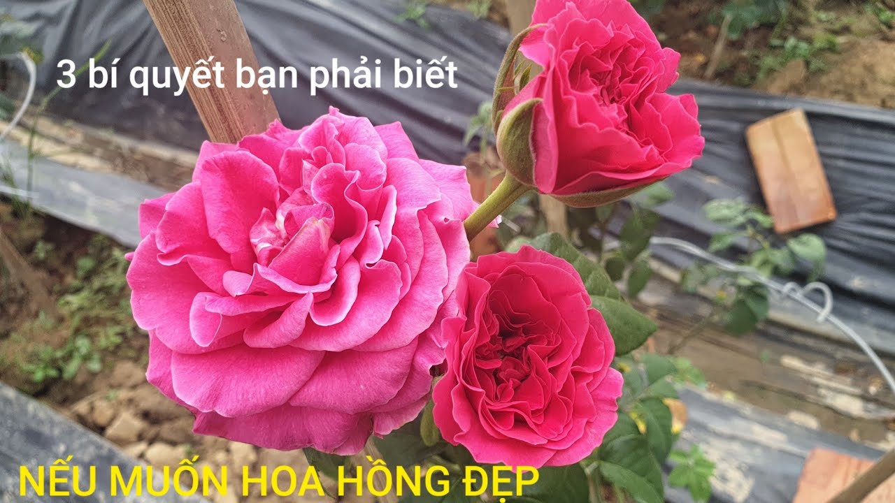 3 Bí Quyết Này Bạn Phải Biết Nếu Muốn Hoa Hồng Luôn Nở Đẹp Nhiều Mầm Nụ.NGƯỜI ƯƠM MẦM