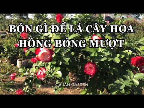 3 LOẠI PHÂN HỮU CƠ TỐT NHẤT CHO HOA HỒNG.CHUẨN GARDEN TV