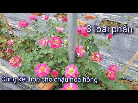 3 Loại Phân Này Bón Hoa Hồng Trong Chậu Đẹp Tuyệt Đỉnh.NGƯỜI ƯƠM MẦM