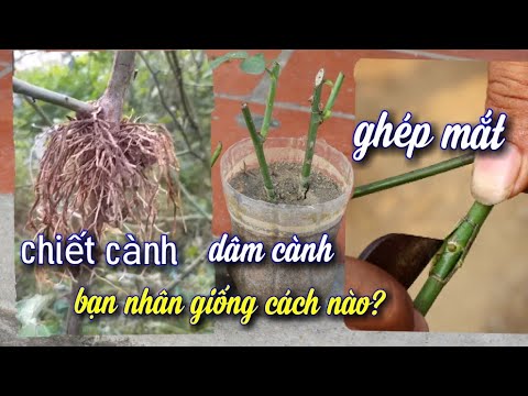 3 cách nhân giống hoa hồng. Để người chơi hoa tham khảo