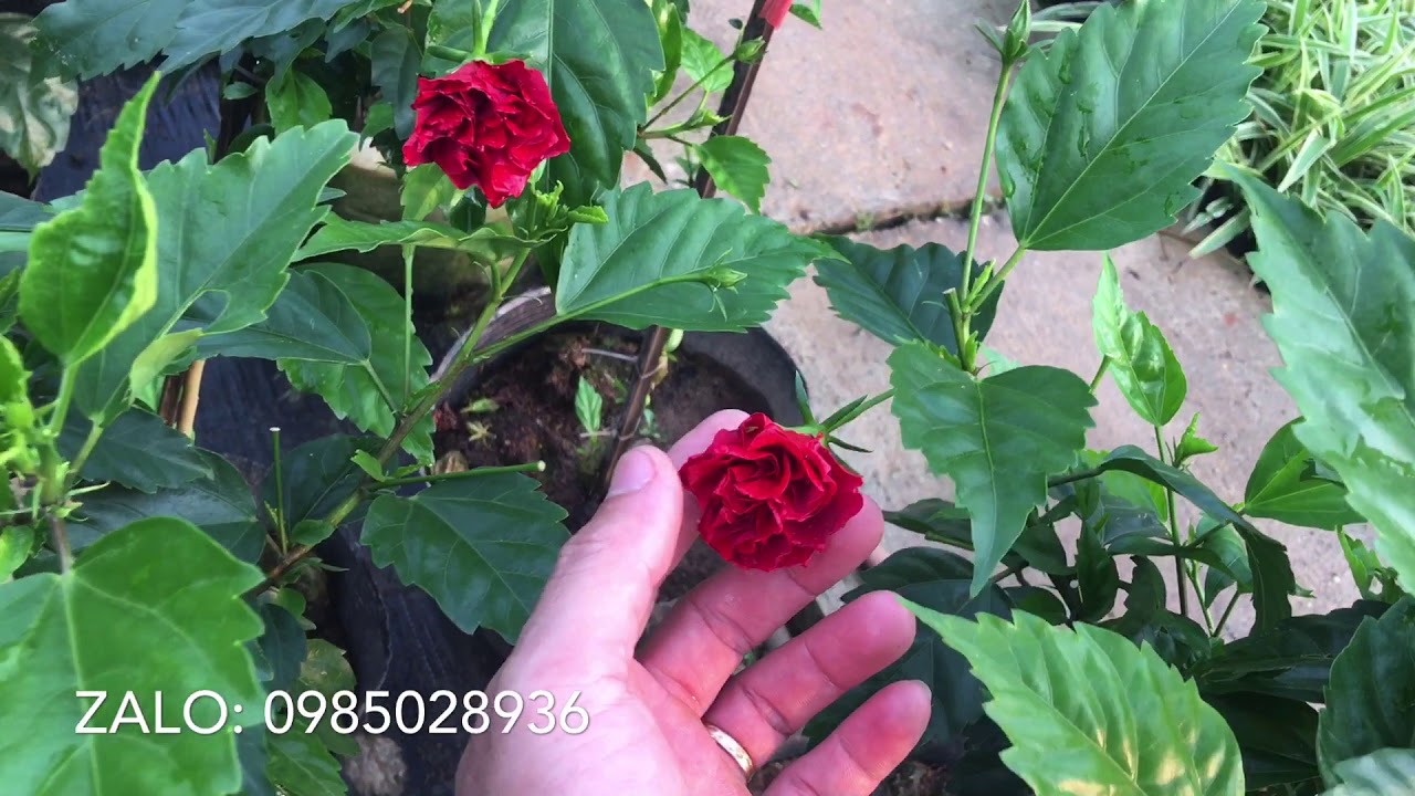 3 loại dâm bụt kép đáng trồng cho hoa rực rỡ quanh năm | kênh làm vườn S Garden