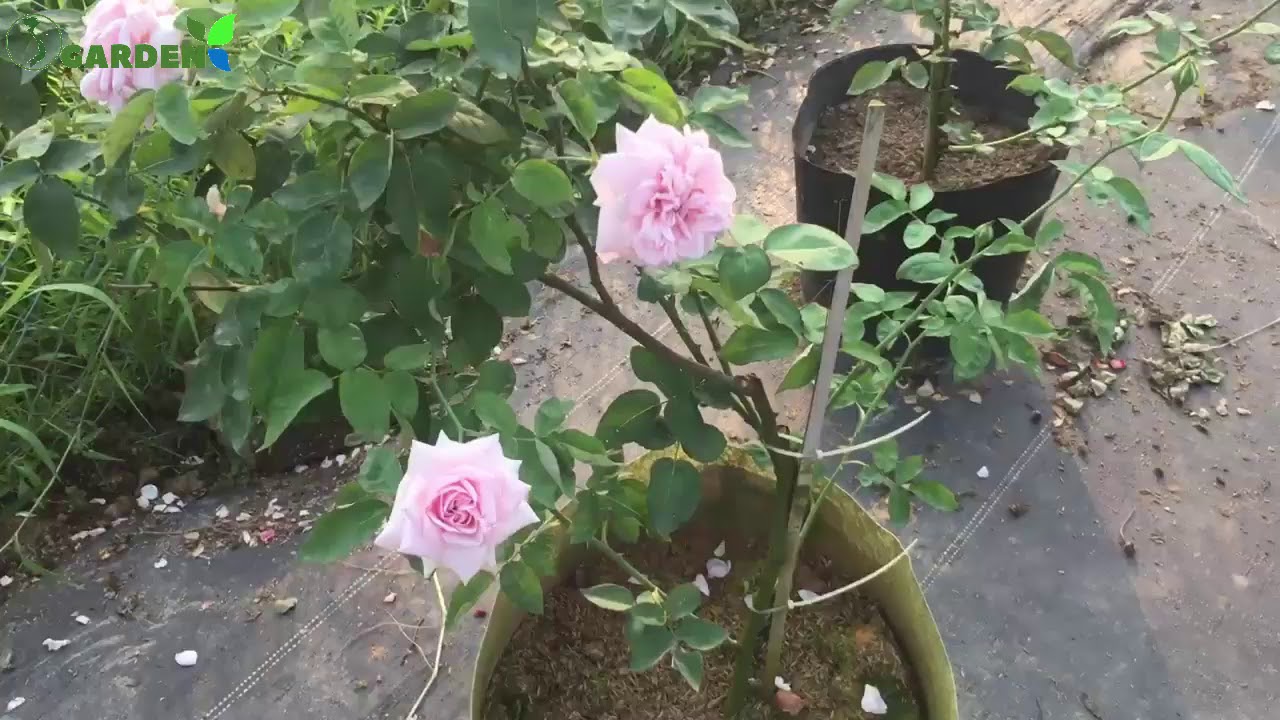 3 loại hoa hồng đẹp đáng trồng: Hồng tố nữ, hồng vân khôi và hồng cổ sapa