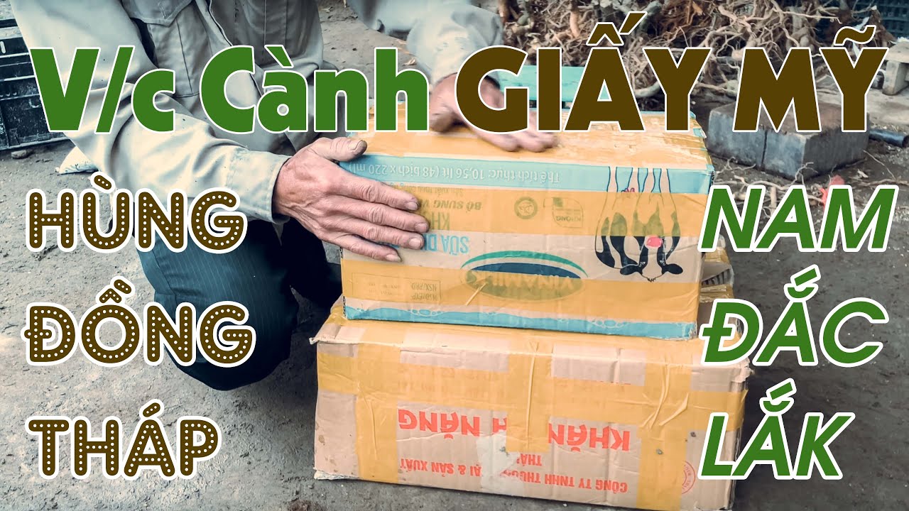 [321]. Giấy Mỹ Bác Hùng ở Đồng Tháp và Bác Nam ở Đăk Lăk - CÂY CẢNH CHỢ HÀNG | Cây Cảnh Hải Phòng