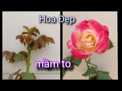 4 Loại Phân Cực Tốt Cho Hoa To Mầm Mập. Bạn Nên Biết!! NGƯỜI ƯƠM MẦM