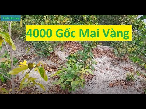 4000 Cây Mai Vàng Của Có Thể Mang Về Tiền Tỷ | Tính Bonsai