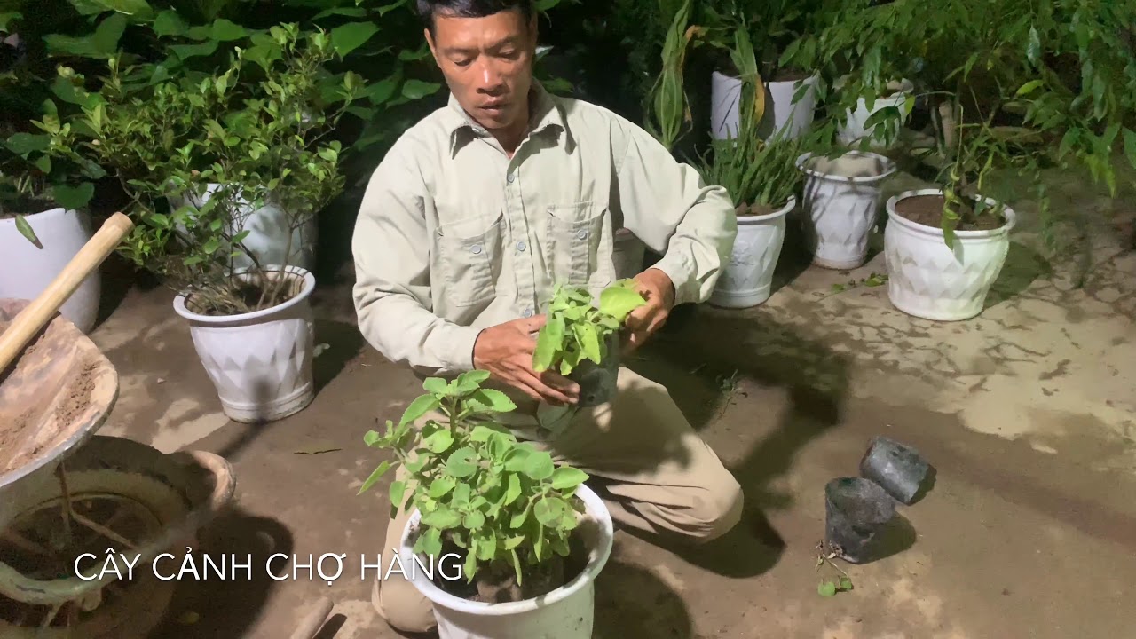 43. Cây Húng Chanh (Phần 1) - Hướng dẫn trồng và chữa bệnh - Cây cảnh Chợ Hàng