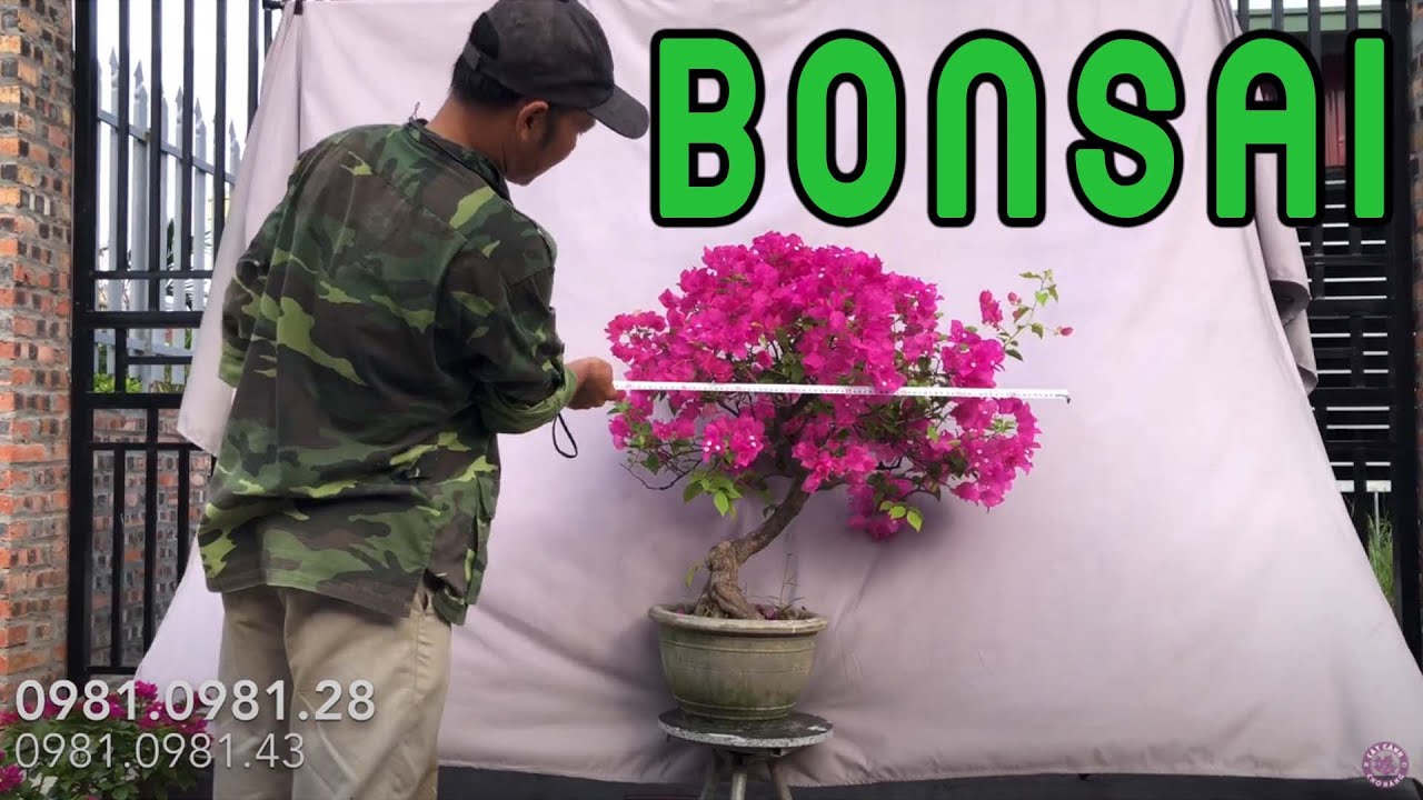 448. Báo Giá Tác Phẩm Bonsai Hoa Giấy Rộ Hoa Tại Vườn | CÂY CẢNH CHỢ HÀNG | Hải Phòng